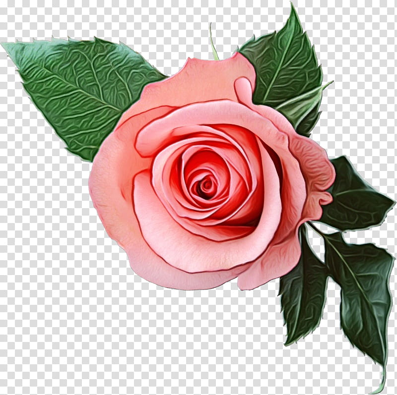 Guns N Roses Logo, Watercolor, Paint, Wet Ink, Garden Roses, Drawing, Appetite For Destruction, Floribunda transparent background PNG clipart