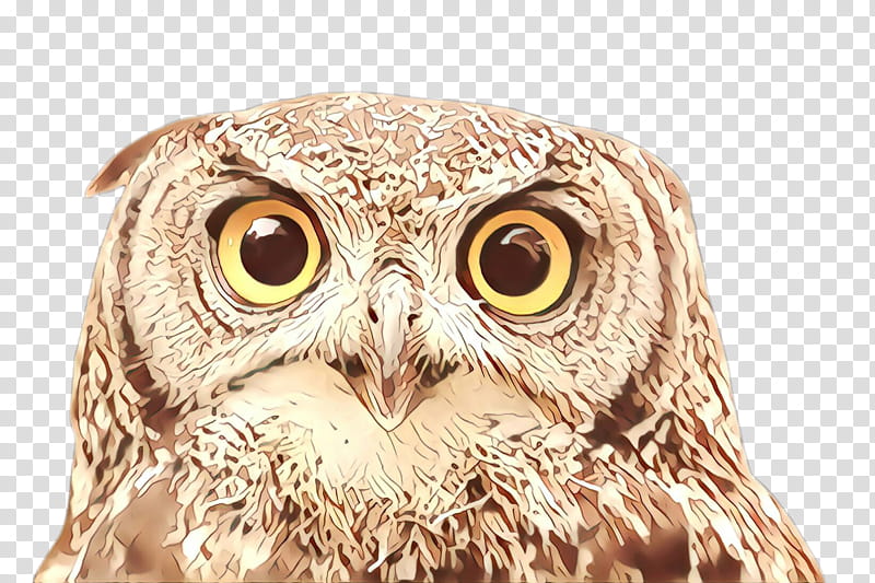owl bird bird of prey beak eastern screech owl, Cartoon, Closeup, Western Screech Owl, Wildlife, Adaptation transparent background PNG clipart