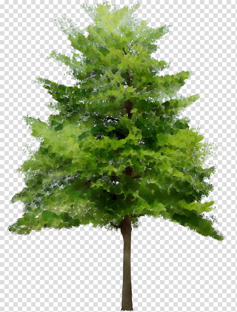 Christmas Black And White, Tree, Forest Tree, Web Design, Oak, Rendering, Balsam Fir, White Pine transparent background PNG clipart