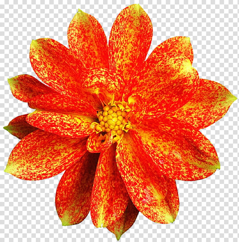 Orange Speckled Dahlia transparent background PNG clipart