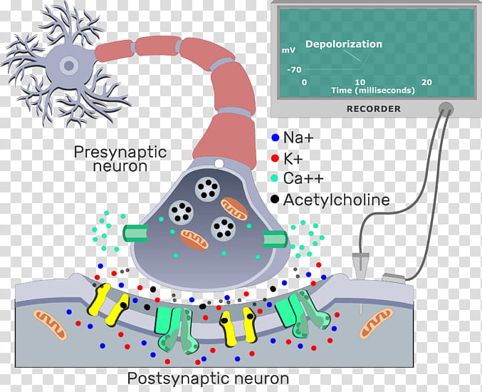 Cholinergic Synapse Text, Postsynaptic Potential, Neuron, Electrical Synapse, Synaptic Vesicle, Acetylcholine, Axon, Cell Membrane transparent background PNG clipart