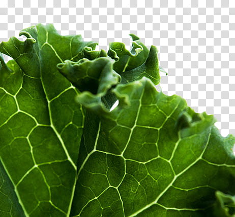 , green cabbage transparent background PNG clipart