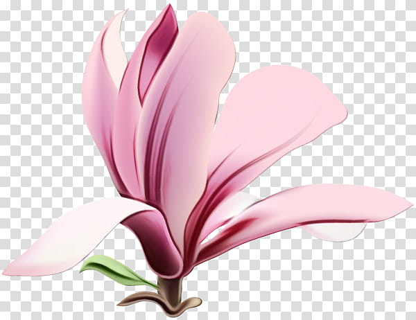 petal pink flower plant flowering plant, Watercolor, Paint, Wet Ink, Magnolia, Magnolia Family, Herbaceous Plant transparent background PNG clipart