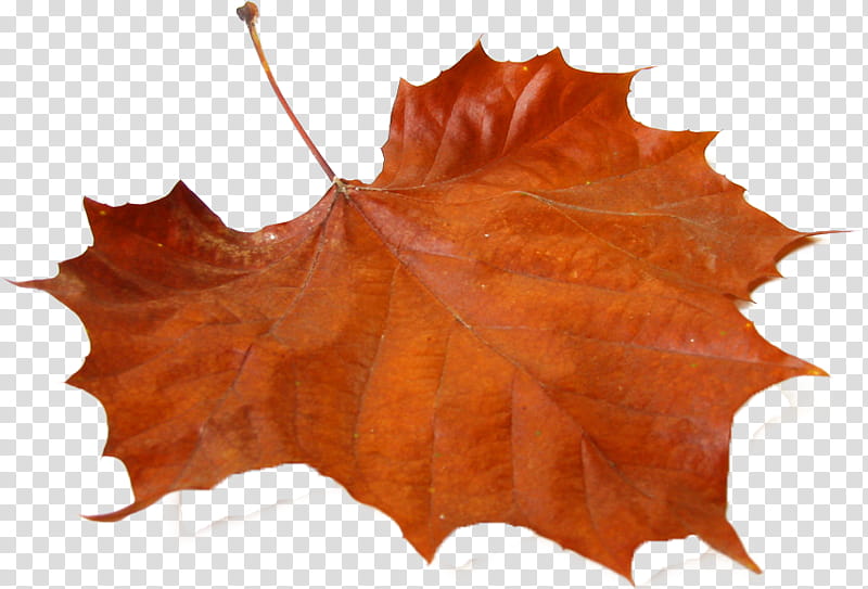 Autumn Decorative, Autumn Leaf Color, Maple, Leaf Peeping, Tree, Decorative Borders, Watercolor Painting, Orange transparent background PNG clipart