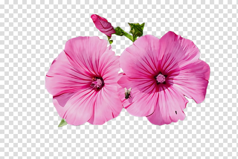 flower petal pink plant flowering plant, Watercolor, Paint, Wet Ink, Petunia, Geranium, Tree Mallow, Geraniaceae transparent background PNG clipart