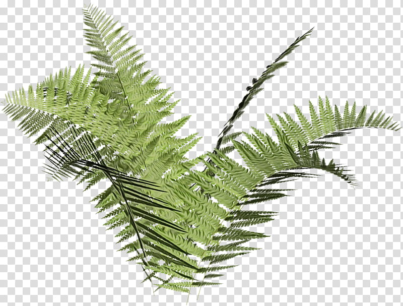 Cartoon Palm Tree, Fern, Ostrich Fern, Plants, Leaf, Frond, Color, Plant Stem transparent background PNG clipart