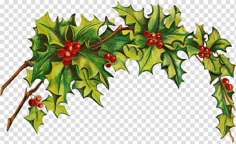 Christmas Decoration Drawing, Christmas Day, Holly, Plant, American Holly, Flower, Leaf, Tree transparent background PNG clipart