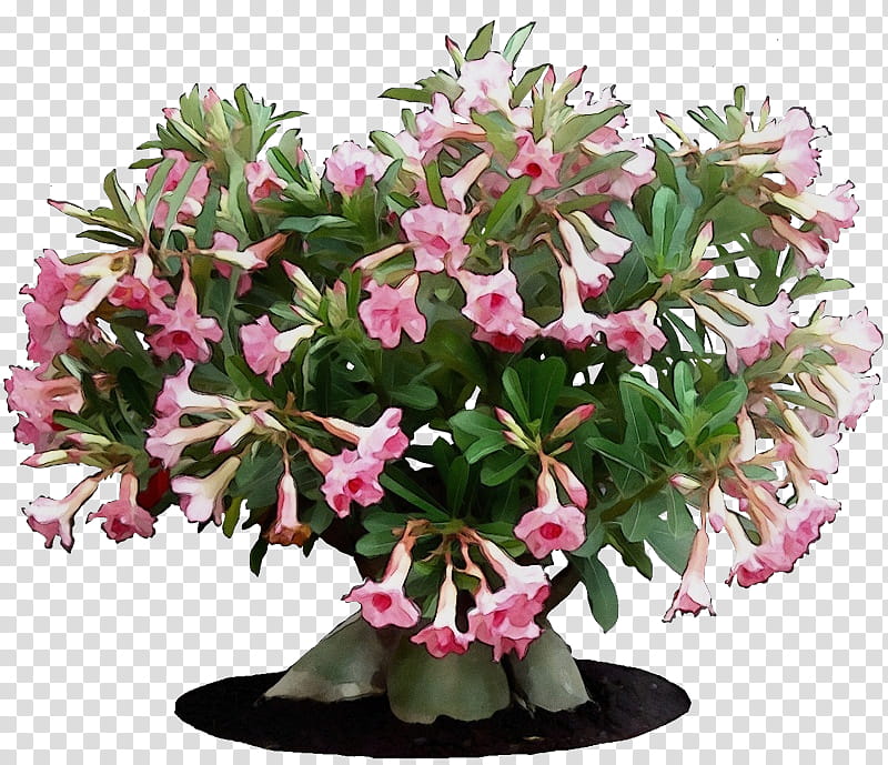 Watercolor Pink Flowers, Paint, Wet Ink, Adenium Obesum, Adenium Arabicum, Adenium Multiflorum, Bonsai, Plants transparent background PNG clipart