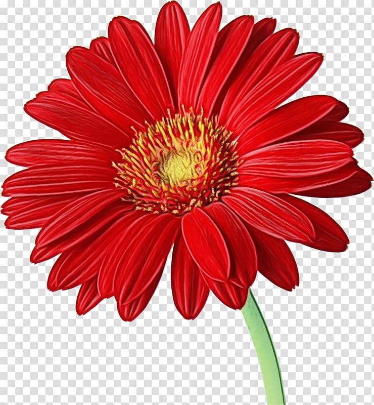 Flowers, Transvaal Daisy, Red, Daisy Family, Chrysanthemum, Common Daisy, Gerber Format, Barberton Daisy transparent background PNG clipart