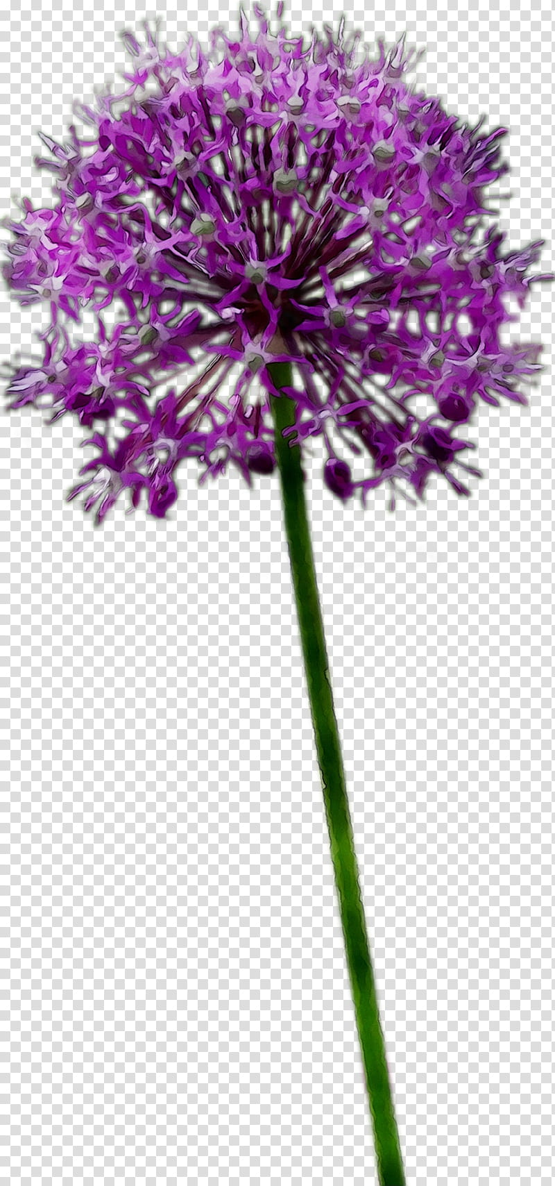 Flowers, Plant Stem, Milk Thistle, Cut Flowers, Purple, Onion, Plants, Genus transparent background PNG clipart