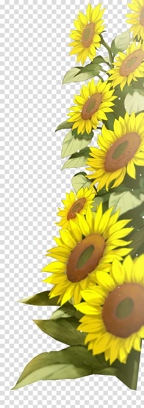 Flowers, sunflower graphic transparent background PNG clipart