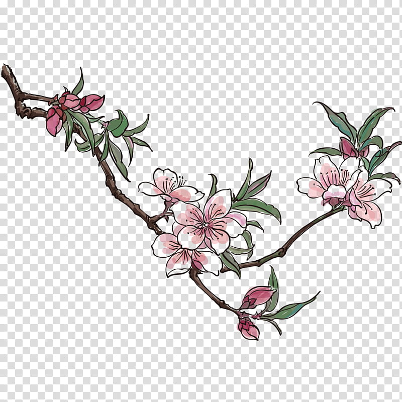 Cherry Blossom Flower, Drawing, Peach, Plum, Peach Blossoms, Cherries, Plant, Branch transparent background PNG clipart
