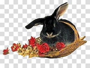 black rabbit transparent background PNG clipart