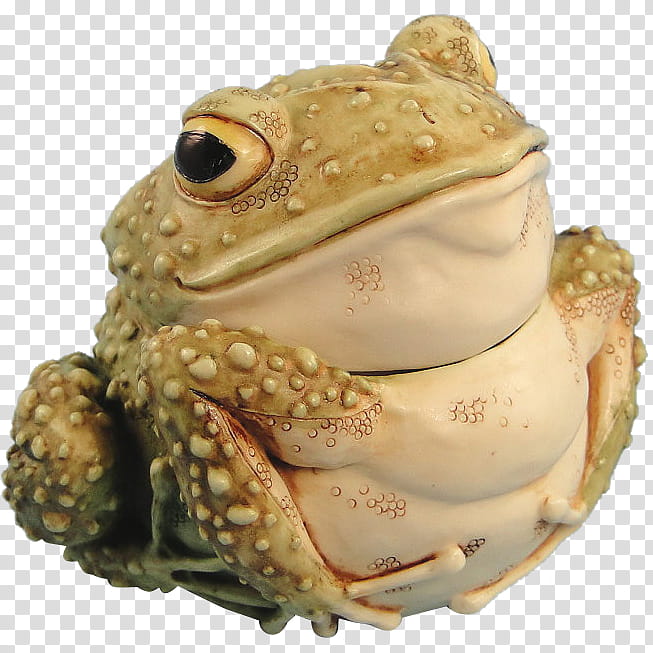 Frog, Toad, American Bullfrog, Amphibians, True Frog, Tailed Frog, Tree Frog, Animal transparent background PNG clipart