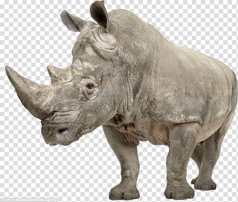 Animals s, gray rhinoceros transparent background PNG clipart