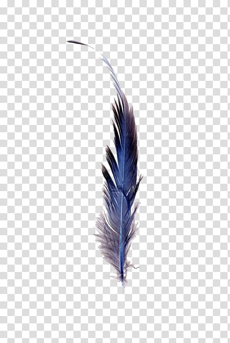 , blue feather transparent background PNG clipart