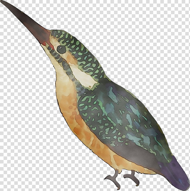 Bird, Beak, Feather, Water Bird, Cuckoos, Hummingbird, Piciformes, Woodpecker transparent background PNG clipart