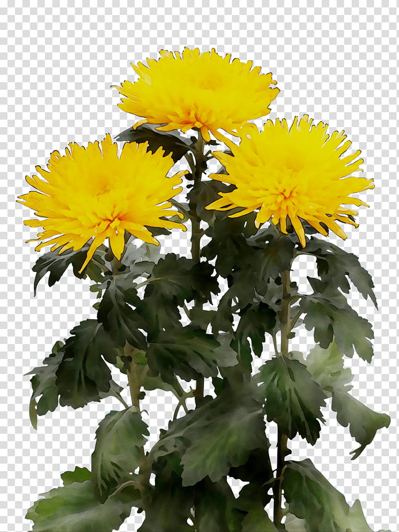 Flowers, Chrysanthemum, Wholesale, Yellow, Price, Shop, Assortment Strategies, Diens transparent background PNG clipart
