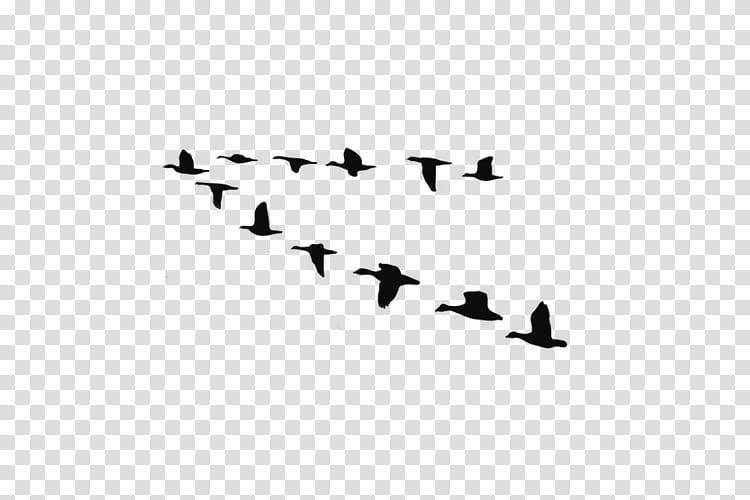 Bird Line Drawing, Goose, Swans, Duck, Silhouette, Canada Goose, White, Black transparent background PNG clipart