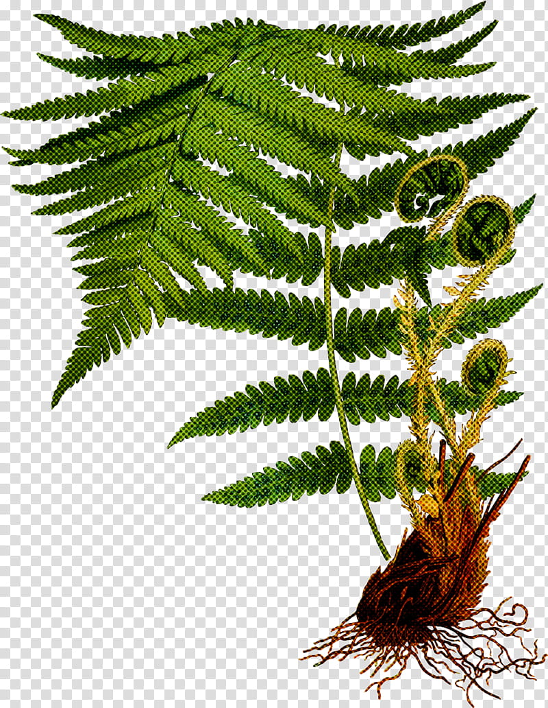 Fern, Ferns And Horsetails, Plant, Vascular Plant, Terrestrial Plant, Leaf, Ostrich Fern, Flower transparent background PNG clipart