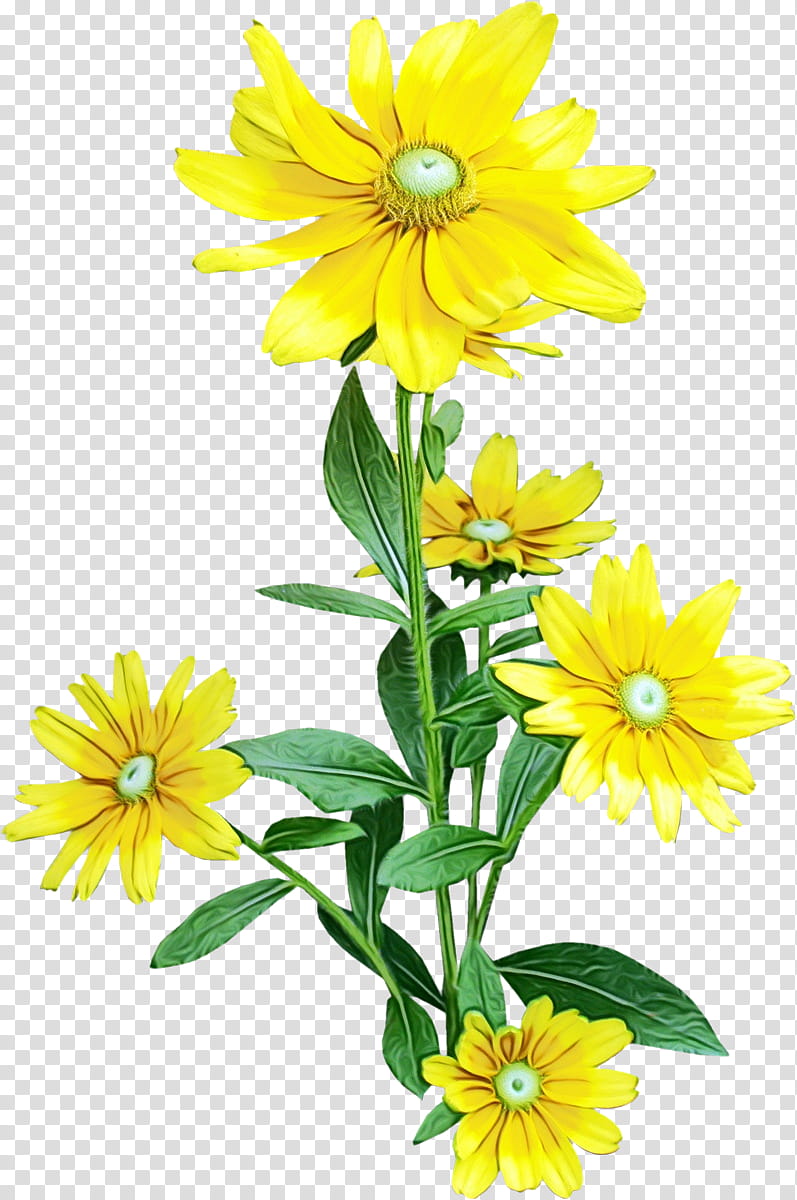 sunflower, Watercolor, Paint, Wet Ink, Flowering Plant, Yellow, Petal, Euryops Pectinatus transparent background PNG clipart