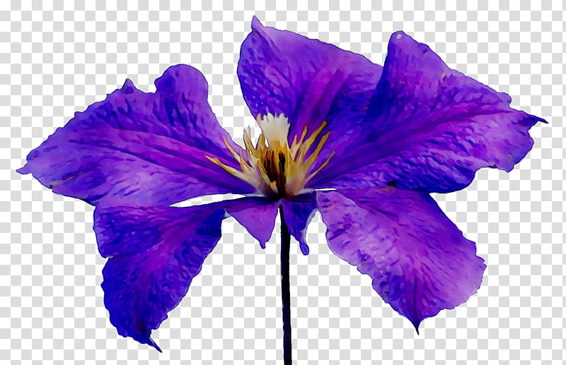 Blue Iris Flower, Lilac, Violet, Purple, Color, Pink, Tulip, Petal transparent background PNG clipart