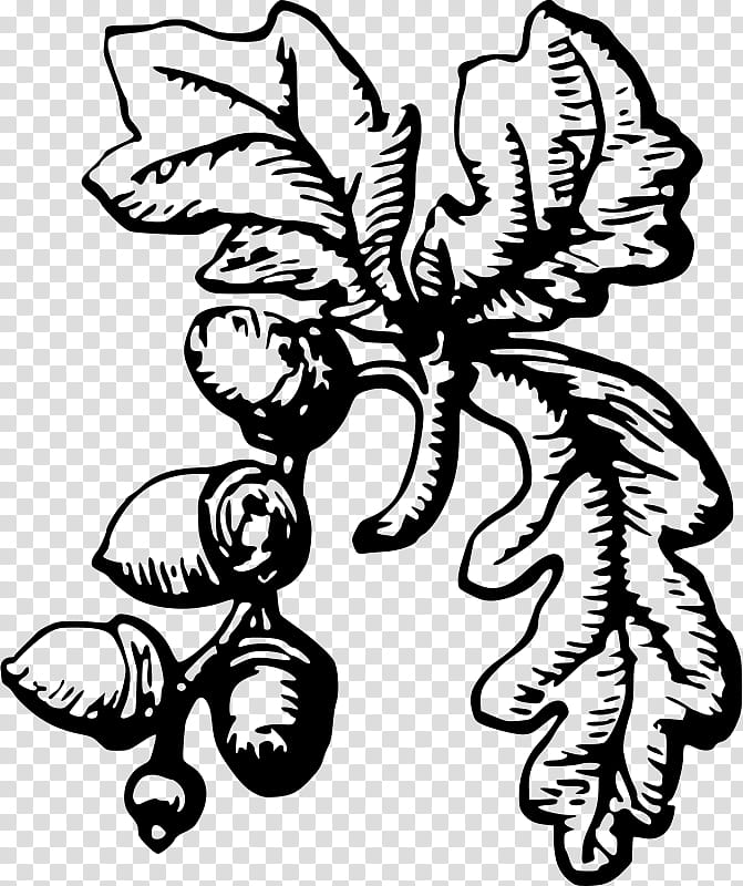 Tree Stencil, Drawing, Line Art, Acorn, Leaf, Blackandwhite, Plant, Vascular Plant transparent background PNG clipart