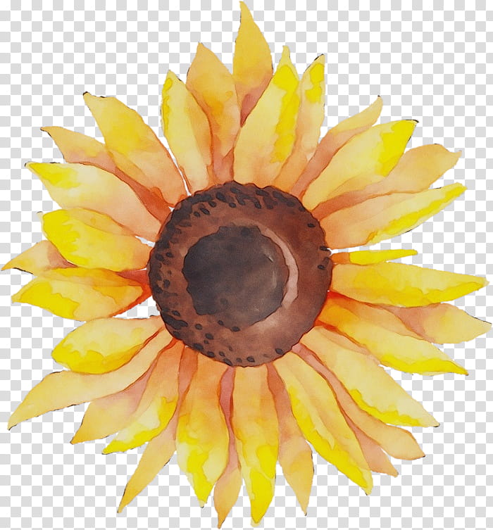 Sunflower, Watercolor, Paint, Wet Ink, Yellow, Plant, Petal, Closeup transparent background PNG clipart