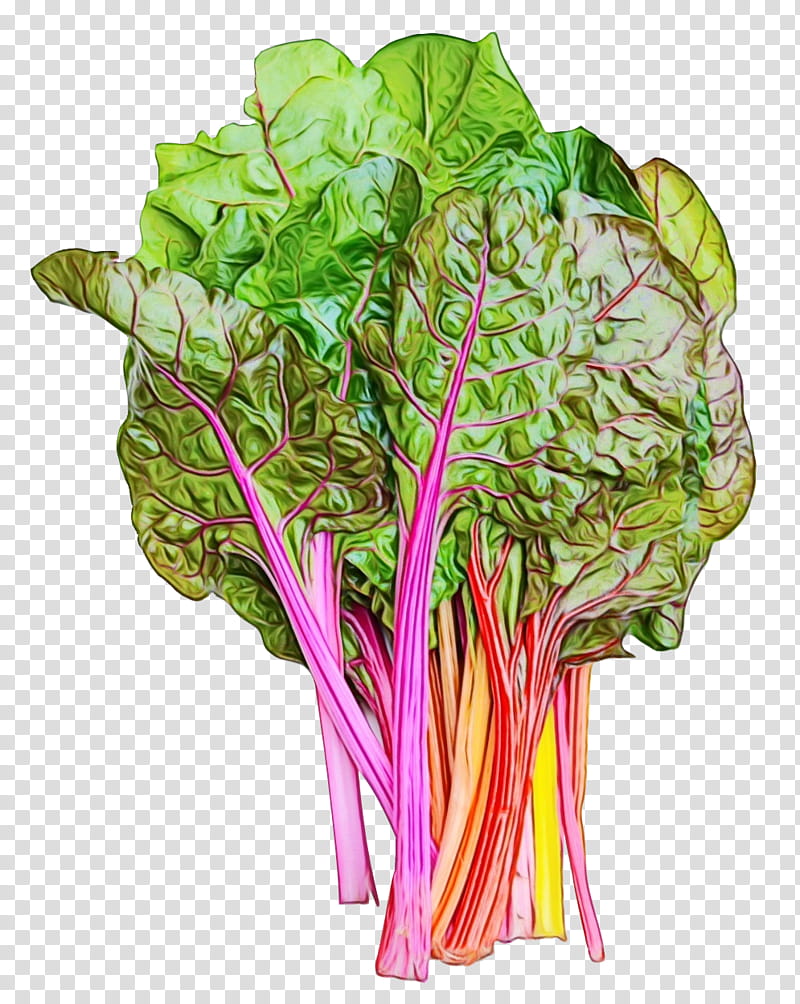 chard leaf vegetable vegetable beet greens rhubarb, Watercolor, Paint, Wet Ink, Plant, Food, Cruciferous Vegetables, Flower transparent background PNG clipart