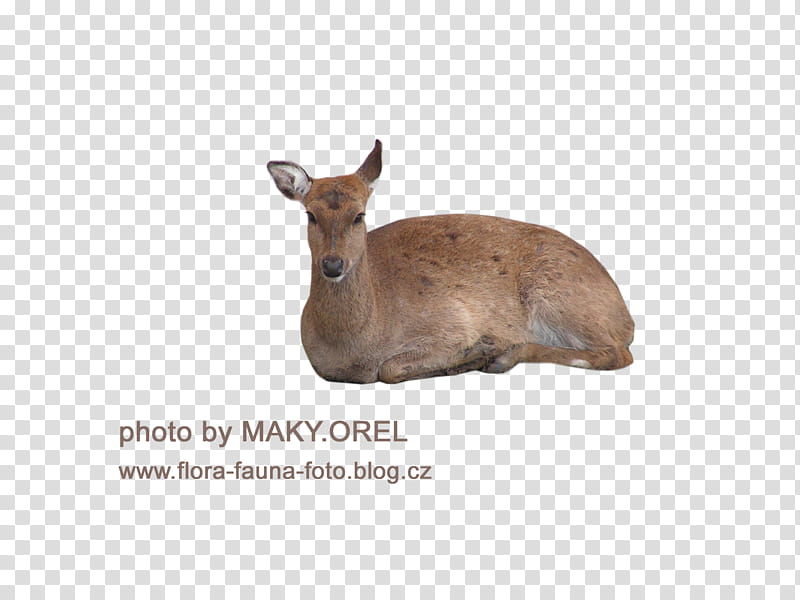 SET Deer female Doe, brown deer transparent background PNG clipart