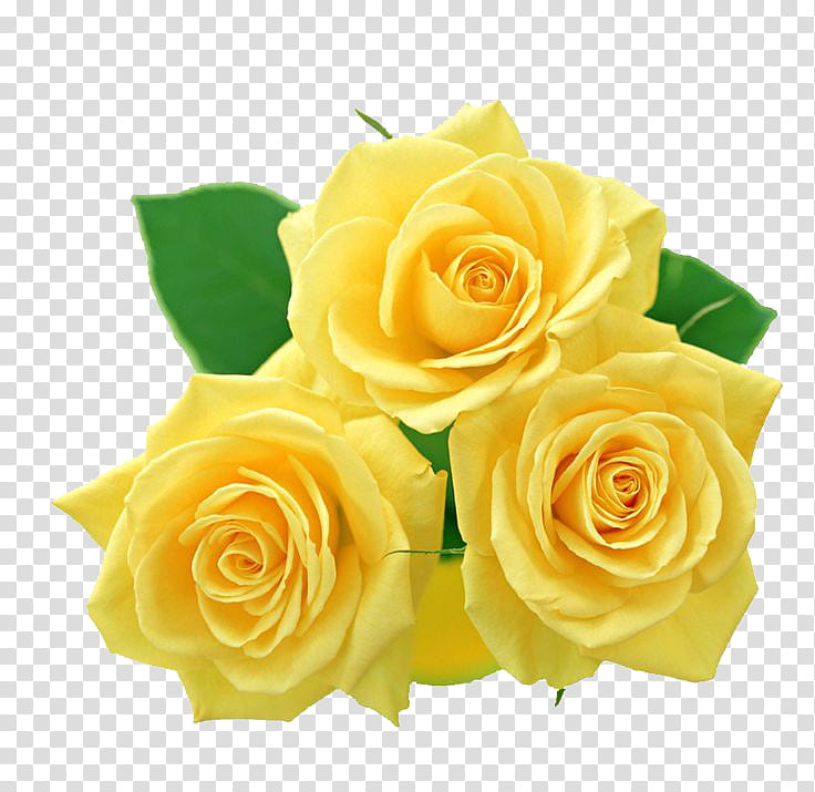Flower , three yellow roses transparent background PNG clipart