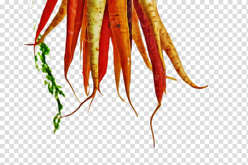 plant vegetable carrot root vegetable chile de árbol transparent background PNG clipart