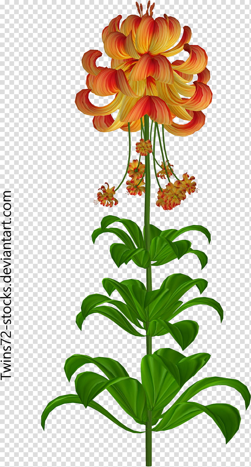 Twins free , green-leafed orange-petaled flowering plant illustration transparent background PNG clipart