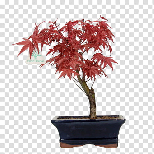 Red Maple Tree, Japanese Maple, Bonsai, Indoor Bonsai, Acer Japonicum, Plants, Garden, Houseplant transparent background PNG clipart