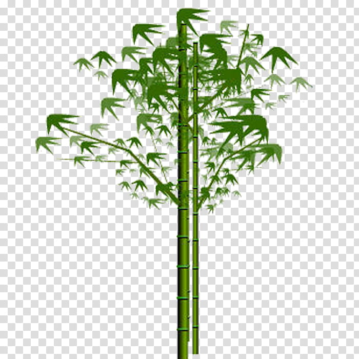 Family Tree, Bamboo, Tropical Woody Bamboos, Giant Panda, Bamboo Blossom, Green, Plant, Plant Stem transparent background PNG clipart
