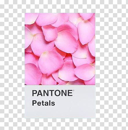 SHARE PANTONE Jaexi Part , pink pantone petals illustration transparent background PNG clipart