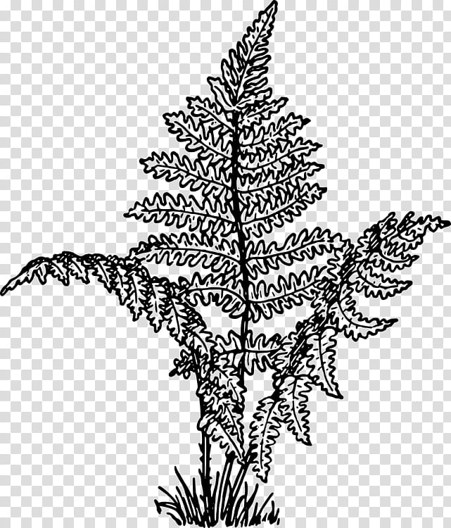 Family Tree, Fern, Plants, Drawing, Leaf, Vascular Plant, Colorado Spruce, American Larch transparent background PNG clipart