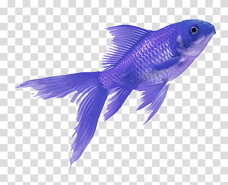 Purple aesthetic , blue fish transparent background PNG clipart