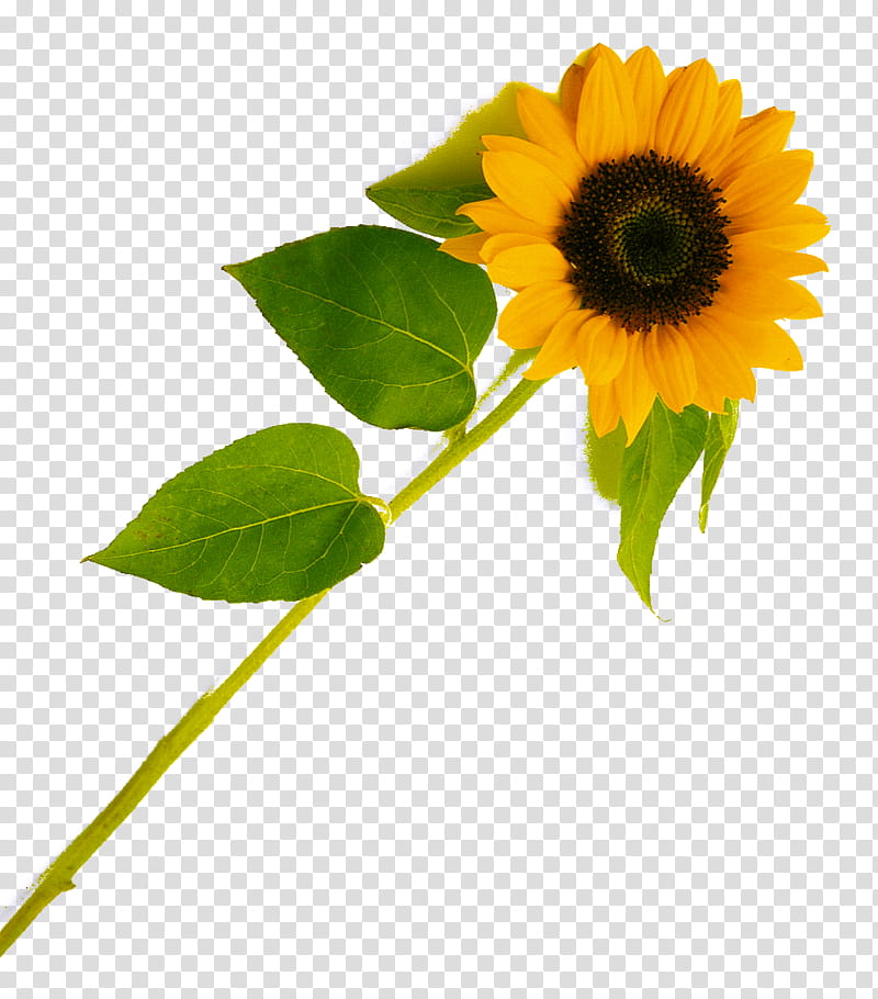 yellow sunflower transparent background PNG clipart