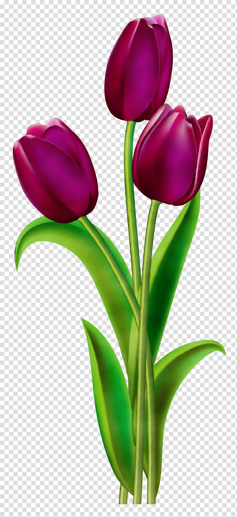 Red Watercolor Flowers, Paint, Wet Ink, Tulip, Indira Gandhi Memorial Tulip Garden, Desktop , Encapsulated PostScript, Flowering Plant transparent background PNG clipart