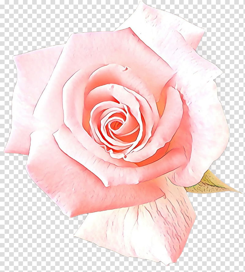 Garden roses, Cartoon, Pink, Flower, Petal, Hybrid Tea Rose, Rose Family, Floribunda transparent background PNG clipart