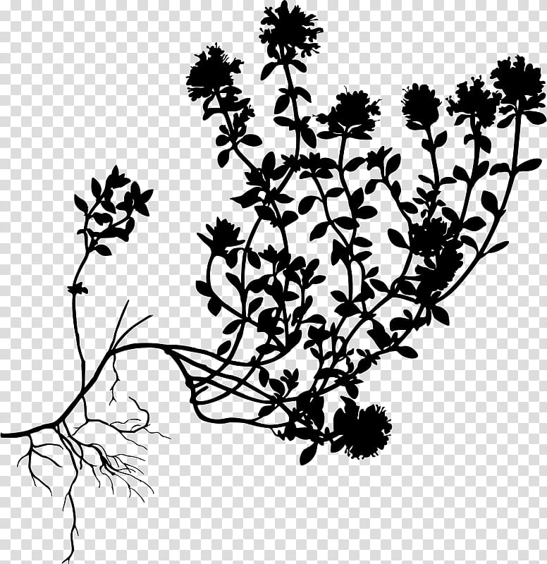 Drawing Of Family, Breckland Thyme, Garden Thyme, Medicinal Plants, Belladonna, Mints, Herb, Common Comfrey transparent background PNG clipart