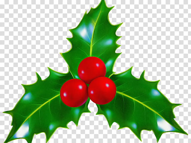 Holly, Plant, Leaf, American Holly, Seedless Fruit, Flower, Hollyleaf Cherry, Currant transparent background PNG clipart