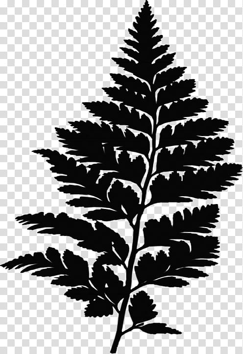 Cartoon Nature, Fern, Fir, Leaf, Vascular Plant, Plants, Ecology, Lady Fern transparent background PNG clipart