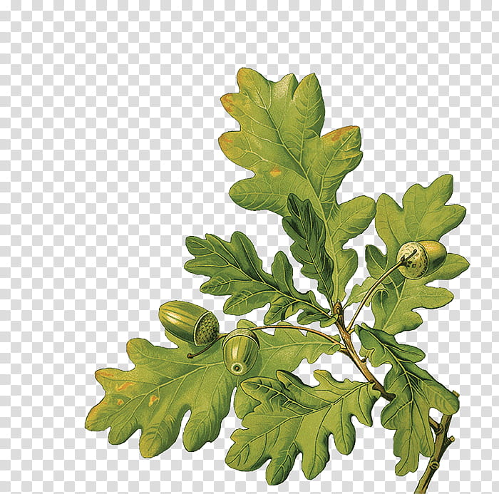 Family Tree, English Oak, Sessile Oak, Plants, Quercus Cerris, Northern Red Oak, Acorn, Scarlet Oak transparent background PNG clipart
