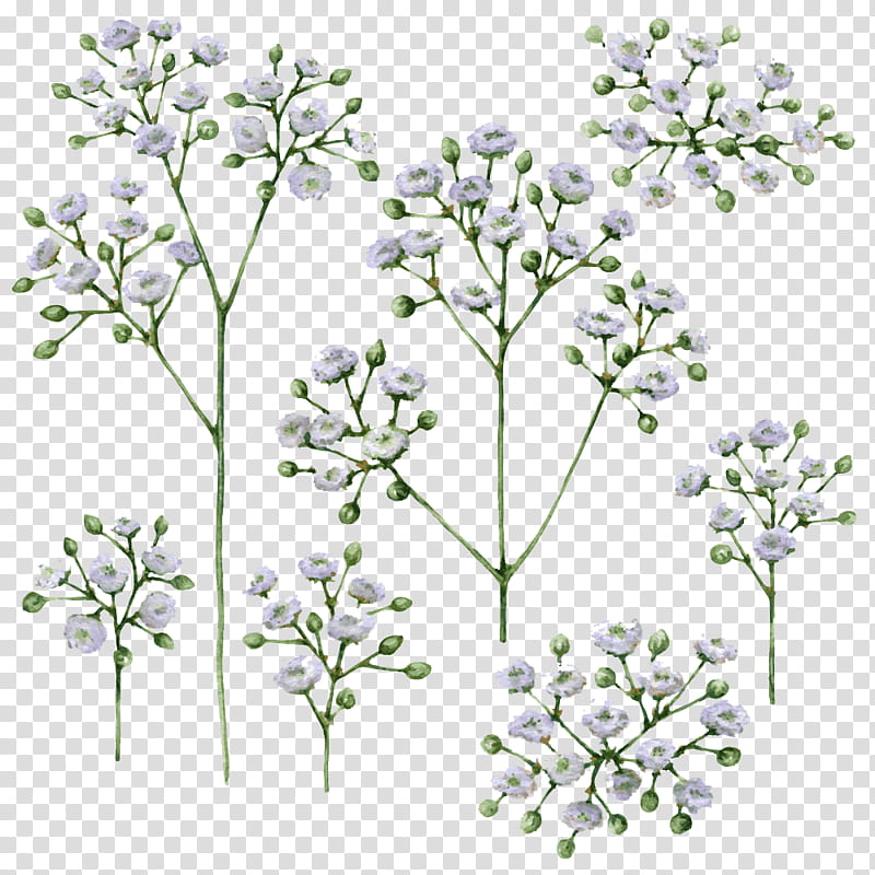 Family Tree Drawing, Babysbreath, Watercolor Painting, Infant, Flower, Plant, Cow Parsley, Pedicel transparent background PNG clipart