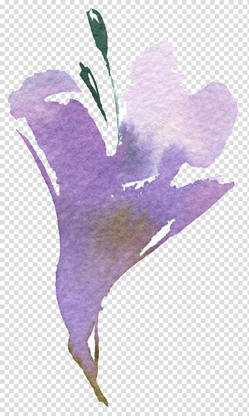 Purple Watercolor Flower, Watercolor Painting, Still Life, Floral Design, Plant, Iris, Bellflower, Morning Glory transparent background PNG clipart