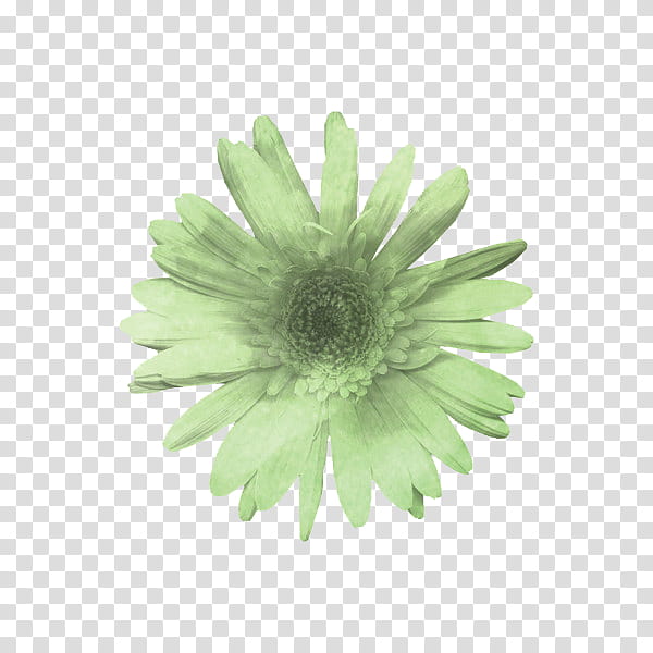 flower power s, white flower transparent background PNG clipart
