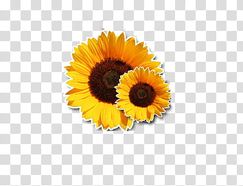 Sunflower Background Png