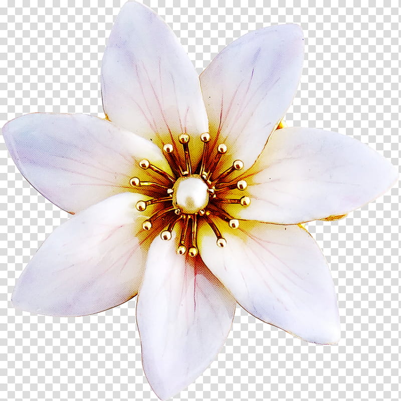 petal flower plant wildflower magnolia, Magnolia Family transparent background PNG clipart